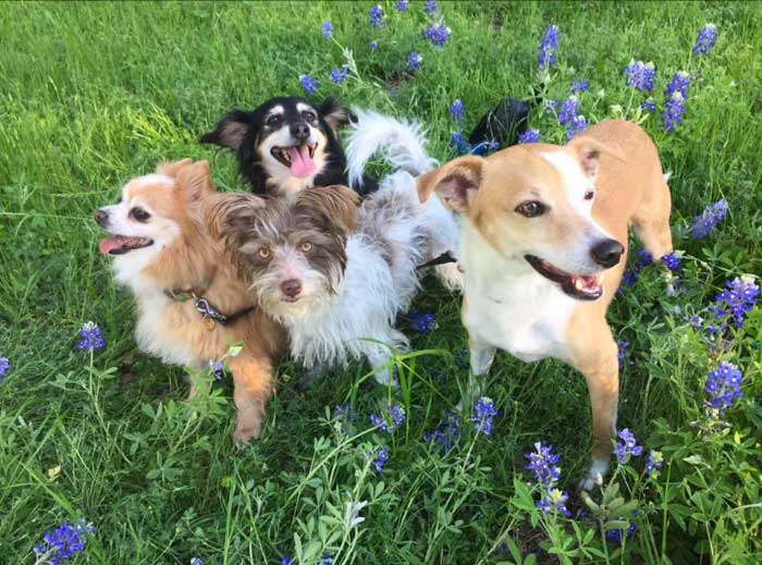 Four Dogs of "Crazy Dog Lady"